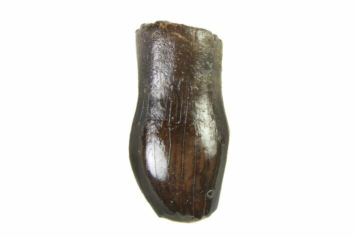 Cretaceous Fossil Dinosaur (Thescelosaurus) Tooth - Montana #338860